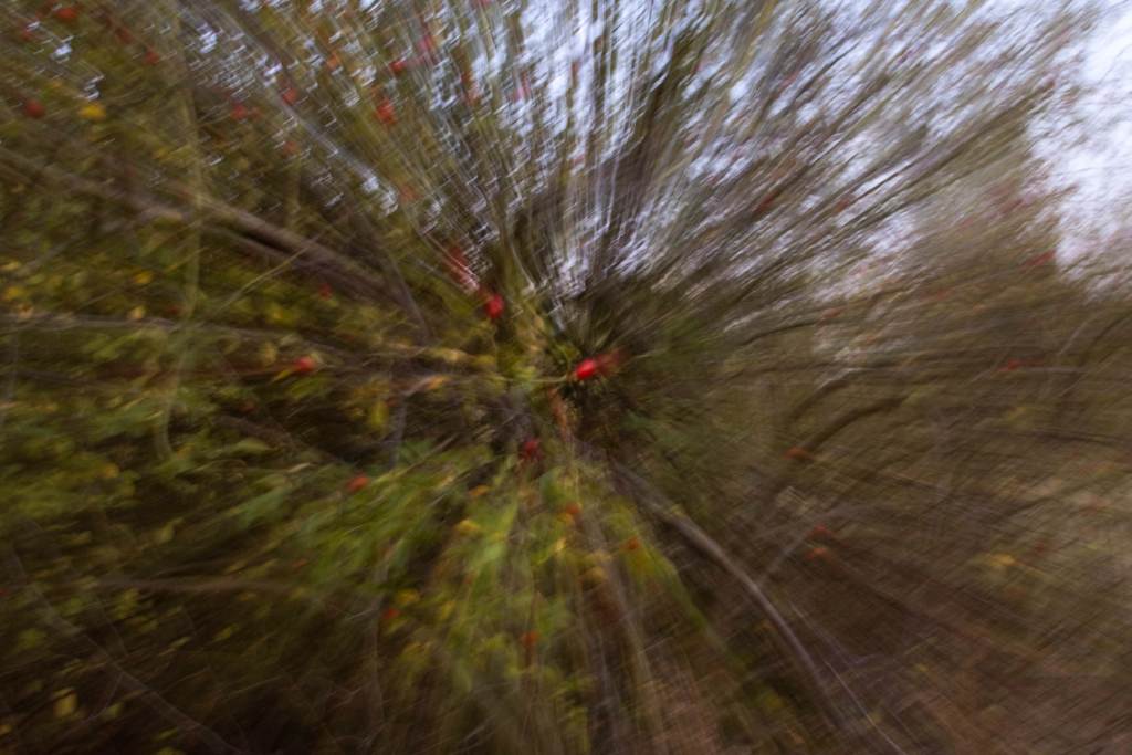 _MG_0141.JPG