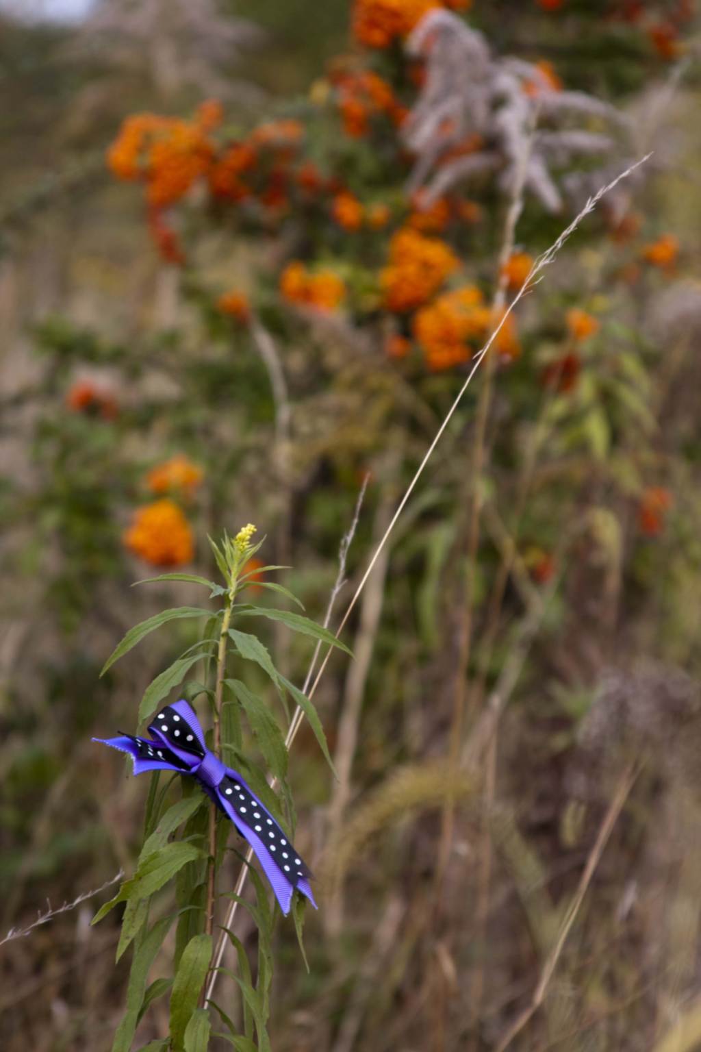_MG_0161.JPG