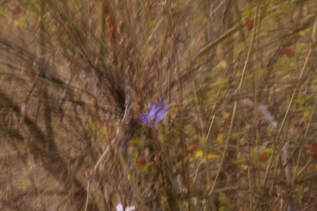 _MG_0136.JPG